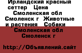 Ирландский красный сеттер › Цена ­ 25 000 - Смоленская обл., Смоленск г. Животные и растения » Собаки   . Смоленская обл.,Смоленск г.